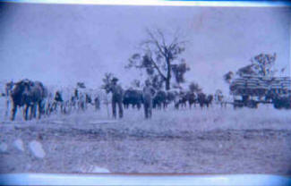 Bullock team carting wheat